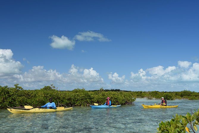 Kayak Eco Tour - An In-Depth Look at the Tour