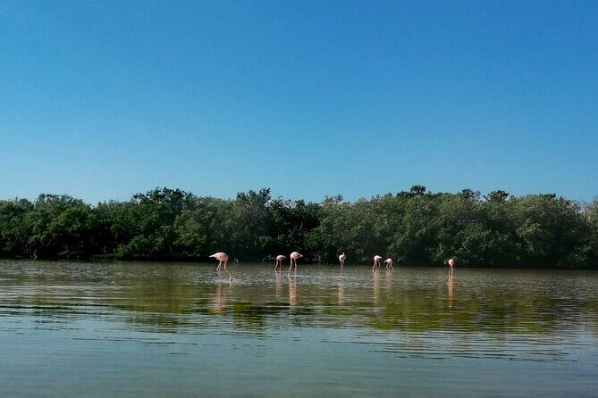 Kayak Experience in the Mangroves of Holbox Island - Final Thoughts: Is This Tour Right for You?