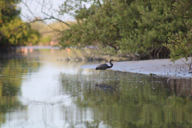 Kayak Mangroves Sunrise Experience - Who Will Love This Tour?
