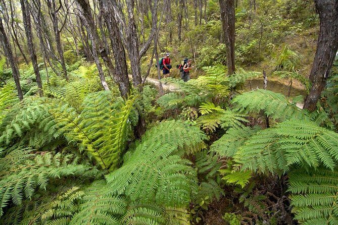 Kayak & Pitt Head Nature Loop - Guided Kayak & Unguided Walk - New Zealand - Key Points