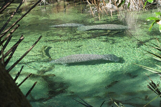Kayak Rental (2hr) - Blue Spring State Park - Exploring the Experience