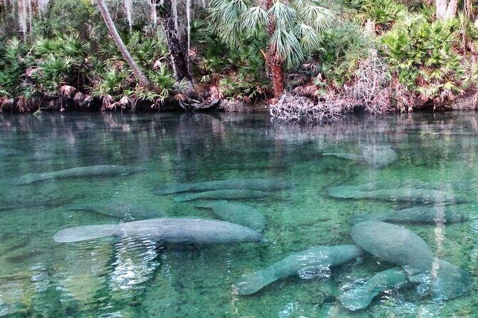 Kayak Rental (2hr) - Blue Spring State Park - Who Should Consider This Experience?