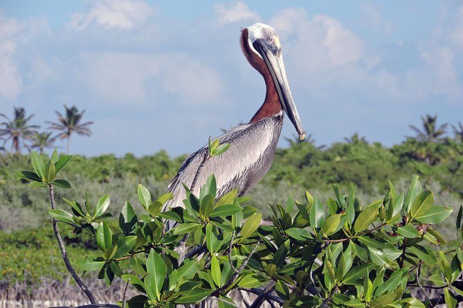 Kayak Sian Kaan Biosphere Reserve Sunset Tour - The Sum Up: Who Will Love This Tour?