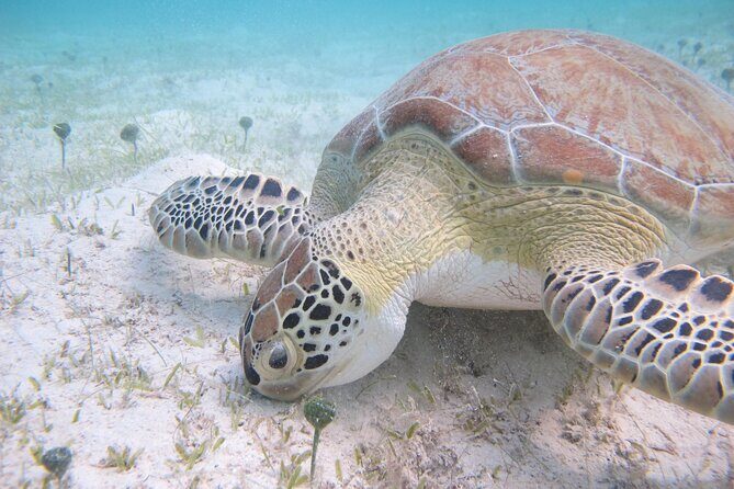 Kayak & Snorkel with Sea Turtles, National Park, St. John - Final Thoughts