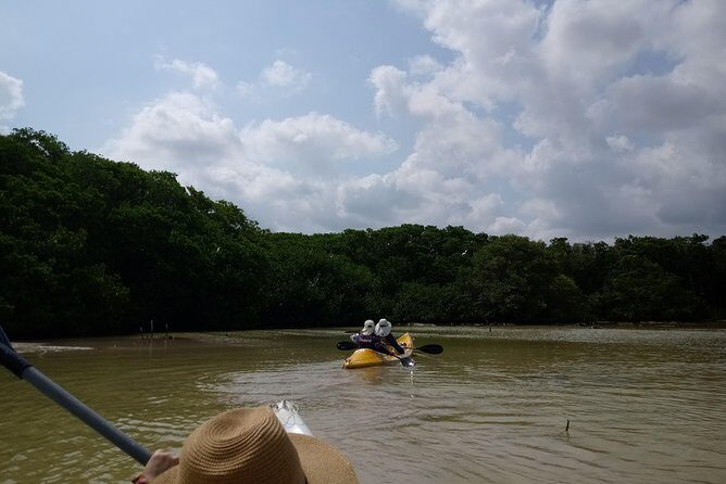 kayak through mangroves to secret beach - An In-Depth Look at the Kayak Tour Experience