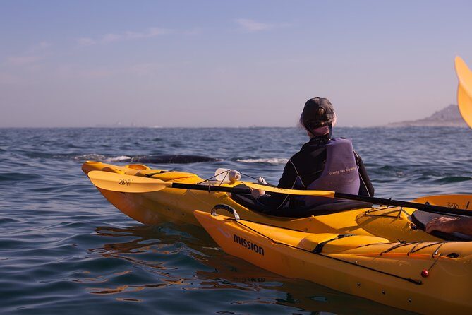 Kayak to the penguins in Simons Town - What the Tour Entails