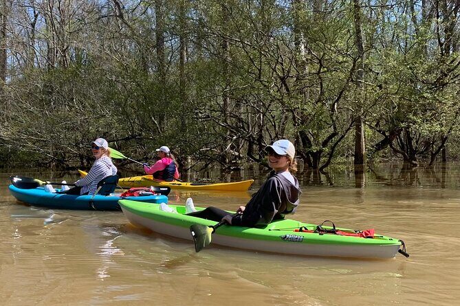 Kayak Tour Of The Honey Island Swamp and Backwaters - A Closer Look at the Honey Island Swamp Kayak Tour