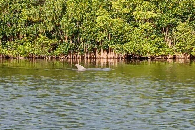 Kayak Tours and Rentals. Dolphins, Manatees, and Bioluminescence! - Who Should Consider This Tour?