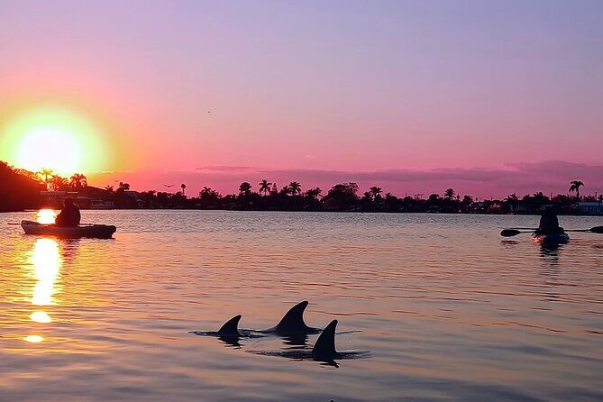 Kayak Tours and Rentals. Dolphins, Manatees, and Bioluminescence! - Final Thoughts