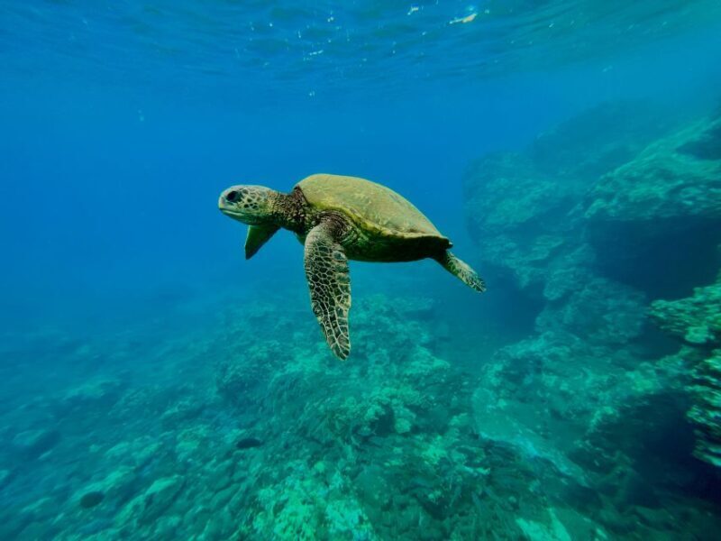 Kayak, Whale Watch And Snorkel At Turtle Town - Discovering Maui’s Marine Life: What to Expect on This Tour