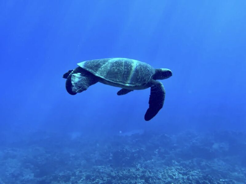 Kayak, Whale Watch And Snorkel At Turtle Town - Practical Details and Considerations