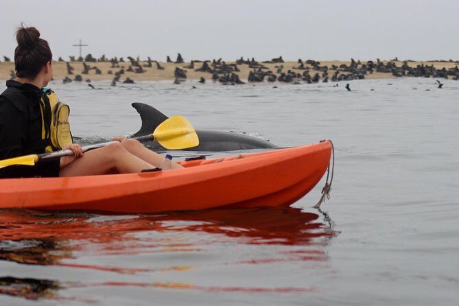 Kayaking and Sandwich Habour Guided Day Tour from Walvis Bay - A Day of Contrasts: Kayaking at Pelican Point and Desert Dunes