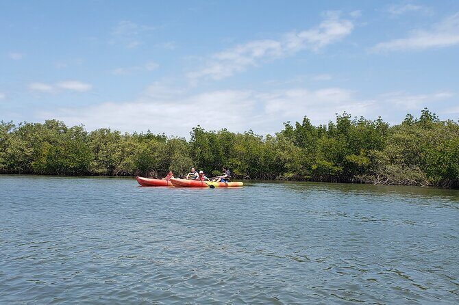 Kayaking Backwaters of New Smyrna Beach Ecotour/Birdwatching - What to Expect from the New Smyrna Beach Kayaking Ecotour