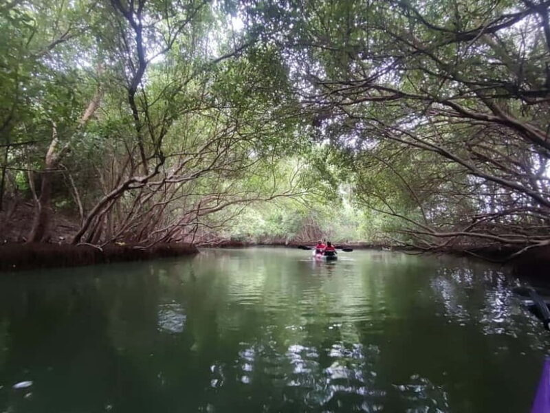 Kayaking in Backwaters of Pondicherry - An In-Depth Look at the Pondicherry Backwater Kayaking Experience