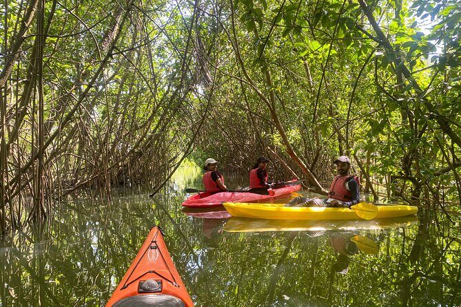Kayaking in Mangrove Forest of Paravur Backwaters near Varkala and Kollam - Exploring the Quiet Charm of Paravur Backwaters by Kayak