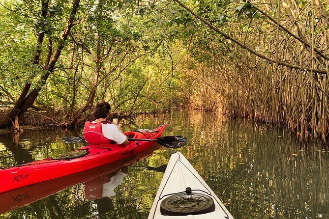 Kayaking in Mangrove Forest of Paravur Backwaters near Varkala and Kollam - Key Points