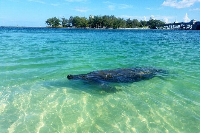 Kayaking with coastal wildlife in Sarasota Bay - Exploring Sarasota Bay by Kayak: What to Expect