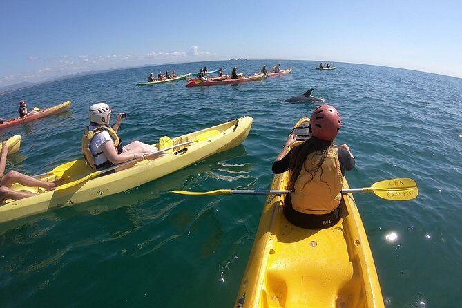 Kayaking with Dolphins in Byron Bay Guided Tour - Why This Kayaking Tour Stands Out