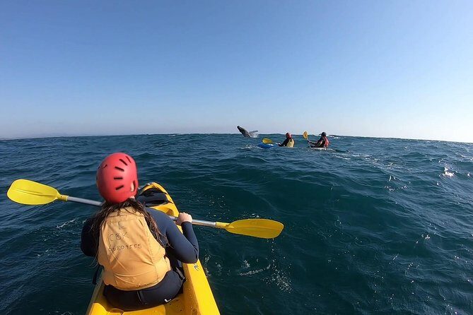 Kayaking with Dolphins in Byron Bay Guided Tour - The Sum Up