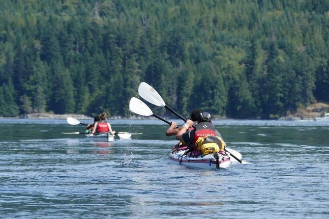 Kayaking with Whales and Wildlife - What to Expect on the Tour