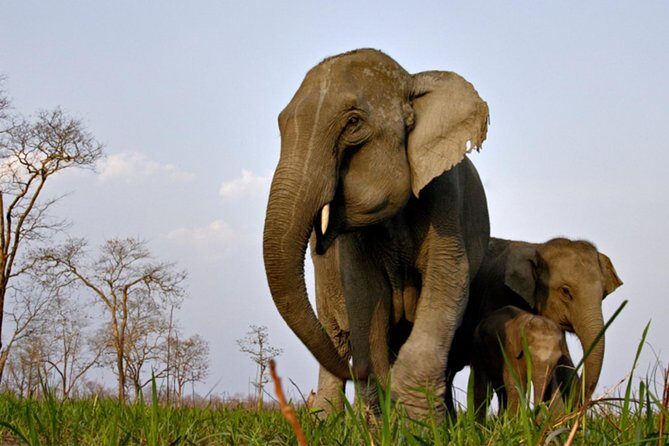 Kaziranga Indian Big Five Wildlife Tour - What You Can Expect from the Itinerary
