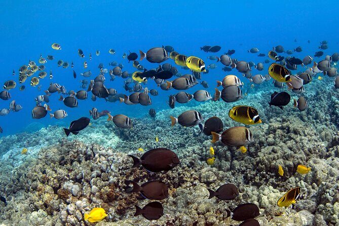 Kealakekua Bay Captain Cook Snorkeling - Frequently Asked Questions