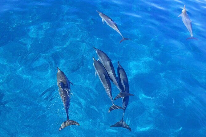 Kealakekua Bay Snorkel & Dolphin Watch In Kona - An In-Depth Look at the Kealakekua Bay Snorkel & Dolphin Watch Tour