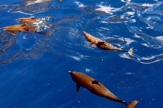 Kealakekua Snorkel and Sail Adventure - Practical Tips for Travelers