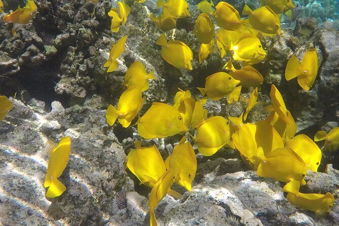 Kealakekua Snorkel and Sail Adventure - Who Is This Tour Best For?