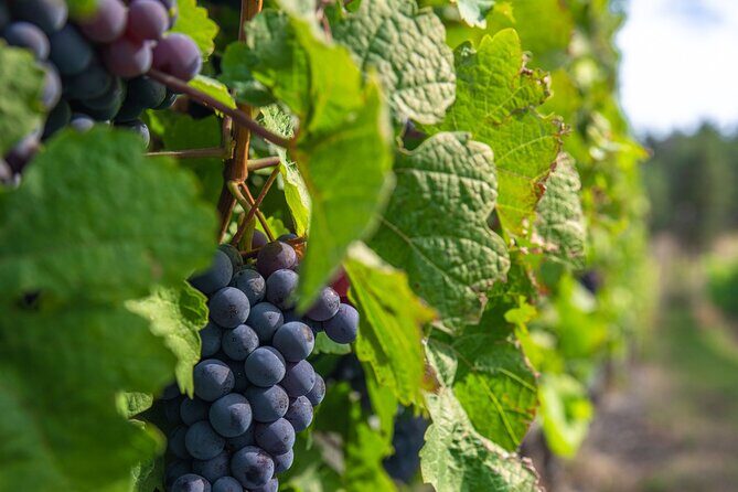 Kelowna Bachelorette Wine Tour Full Day Guided With 5 Wineries - Who Is This Tour Best Suited For?