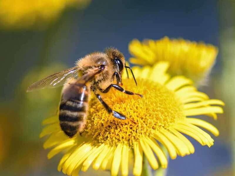 Kelowna: E-Bike Bee Tour w/ Tastings, Lunch, and Audioguide - The Sum Up