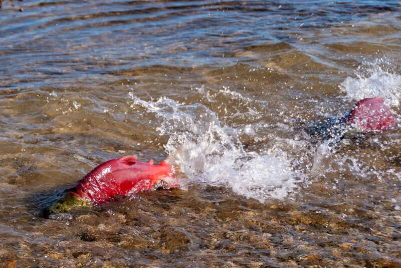 Kelowna: Mission Creek Salmon Run Audio Tour by E-Bike - Why Choose the Kelowna Salmon Run E-Bike Tour?