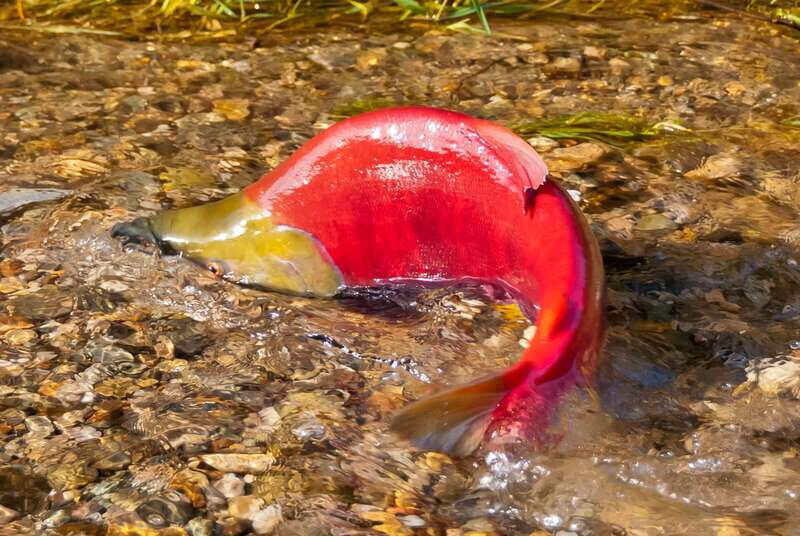 Kelowna: Mission Creek Salmon Run Audio Tour by E-Bike - Why This Tour Offers Real Value