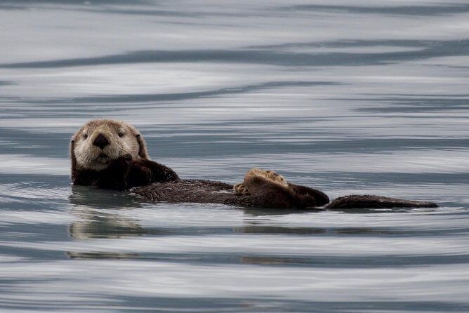 Kenai Fjords and Resurrection Bay Half-Day Wildlife Cruise - An In-Depth Look at the Tour