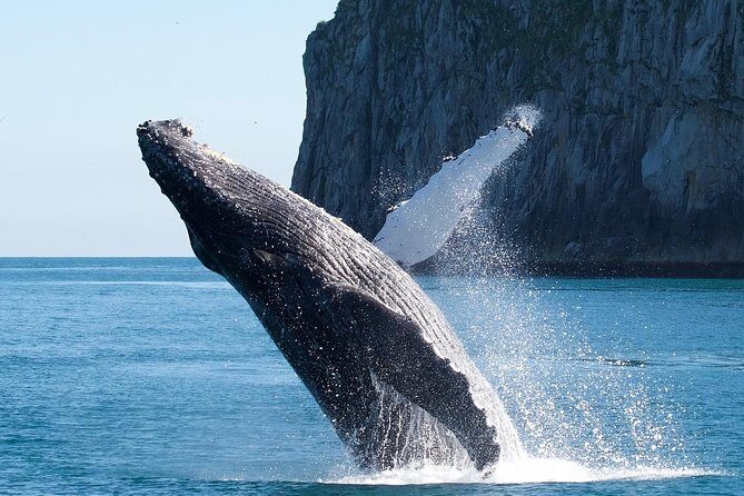 Kenai Fjords National Park Glacier & Wildlife Cruise - A Deep Dive into the Kenai Fjords Glacier & Wildlife Cruise