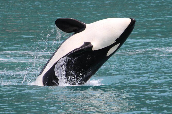 Kenai Fjords Orca Quest Cruise - What to Expect on the Cruise