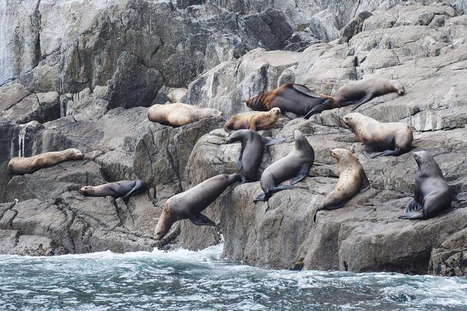 Kenai Fjords Orca Quest Cruise - Why This Tour Works Well