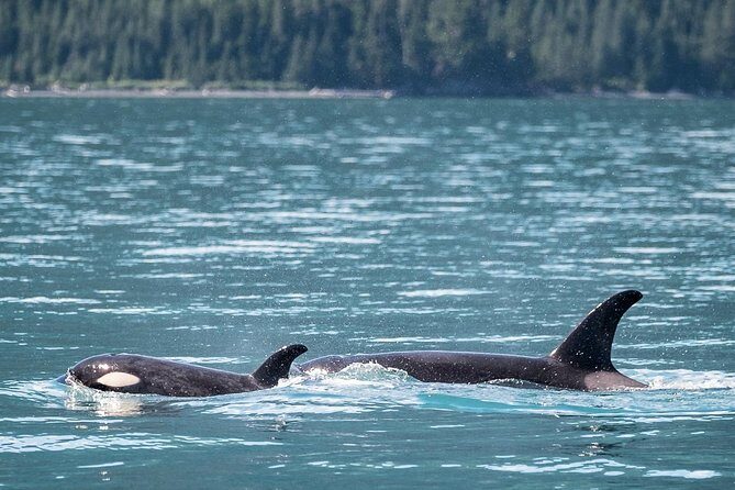 Kenai Fjords Orca Quest Cruise - Who Should Book This Tour?