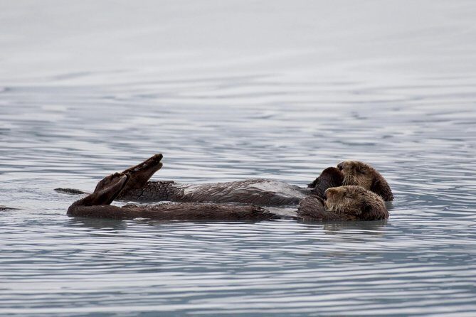 Kenai Fjords Orca Quest Cruise - The Sum Up