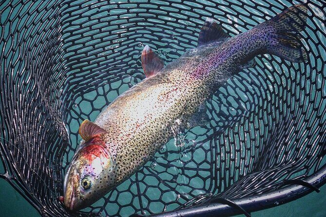 Kenai River | Rainbow Trout | Full Day Charter - Why This Tour Stands Out