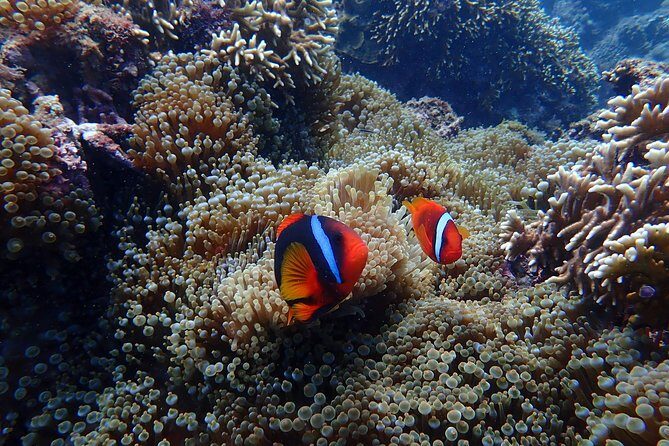 Kenting, TaiwanSnorkeling Free underwater photography One-on-one with instructorTaiwan Diving Snorkeling - FAQ