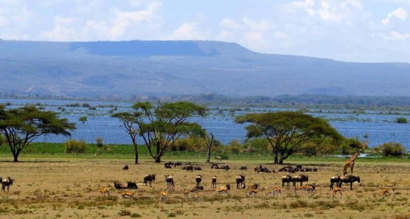 Kenya: 10-Day Wildlife and Cultural Safari - An In-Depth Look at Kenya’s 10-Day Safari