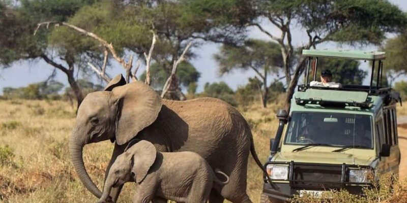 Kenya: 14-Day Best Wildlife Safari and Beach Holiday Safari - Pricing & Value