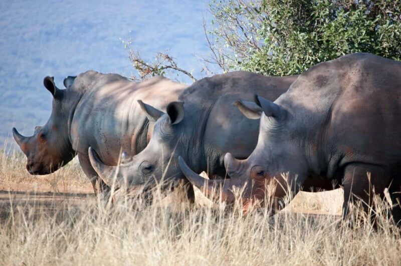 Kenya: 14-Day Best Wildlife Safari and Beach Holiday Safari - Final Thoughts