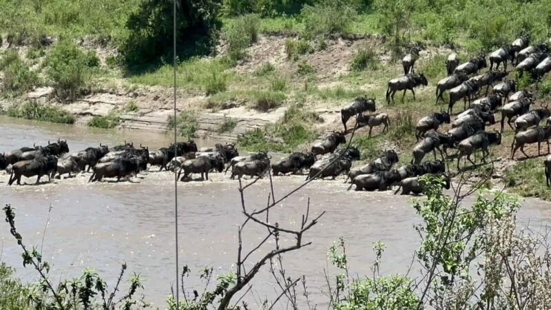 Kenya: 5-Day Maasai Mara & Lake Nakuru Camping Safari - Key Points