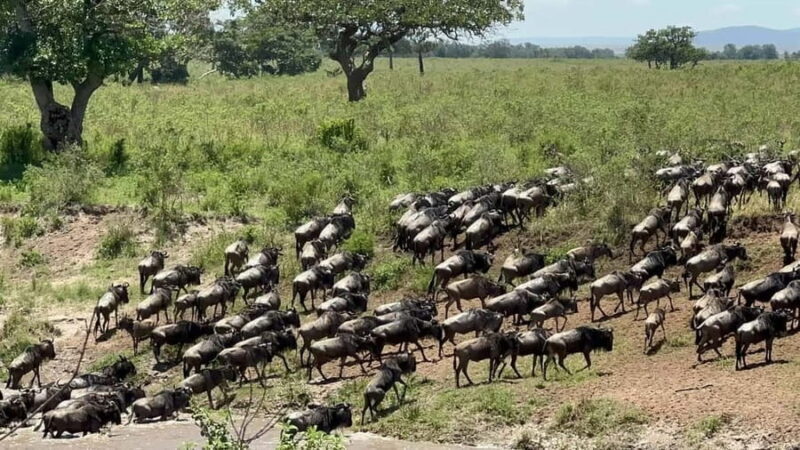 Kenya: 5-Day Maasai Mara & Lake Nakuru Camping Safari - An In-Depth Look at What You Can Expect