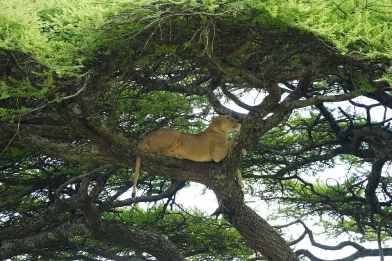 Kenya: 5-Day Maasai Mara & Lake Nakuru Camping Safari - The Sum Up: Who Is This Safari Best For?