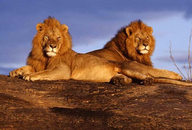 Kenya: 5-Day Masai Mara, Lake Nakuru, and Lake Naivasha - Key Points