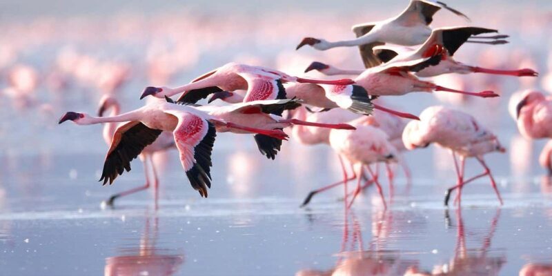 Kenya: 5-Day Masai Mara, Lake Nakuru, and Lake Naivasha - In-Depth Review of the 5-Day Safari Experience