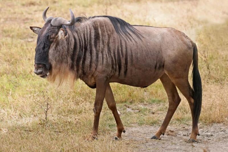 Kenya: 5-Day Masai Mara, Lake Nakuru, and Lake Naivasha - Who Will Love This Tour?